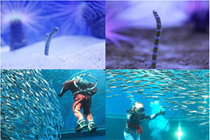 シーパラの年末年始（神奈川県/横浜市）