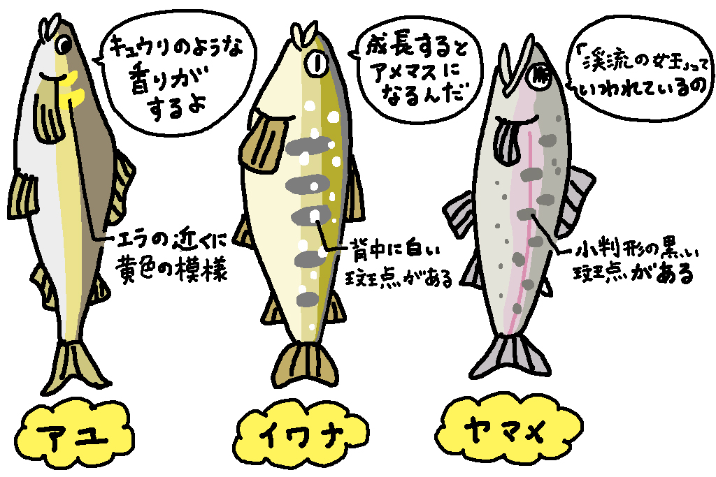 アユ、イワナ、ヤマメの違い/岐阜県の特産品「アユ」