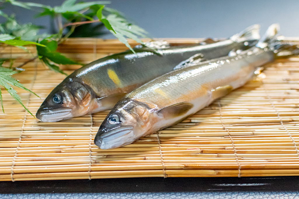 アユ（イメージ）/岐阜県の特産品「アユ」