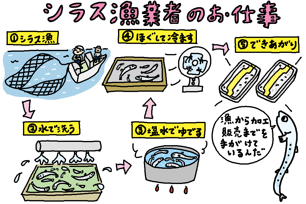 シラス漁業者のお仕事/神奈川県の特産品「シラス」