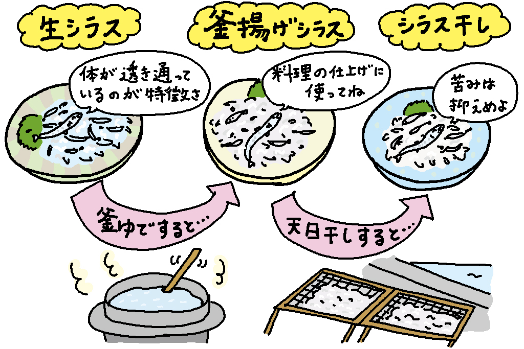 生シラス、釜揚げシラス、シラス干し/神奈川県の特産品「シラス」