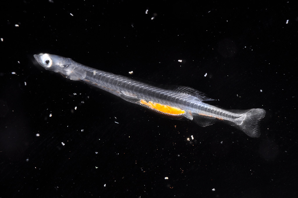 カタクチイワシの仔魚/新江ノ島水族館(神奈川県/藤沢市)