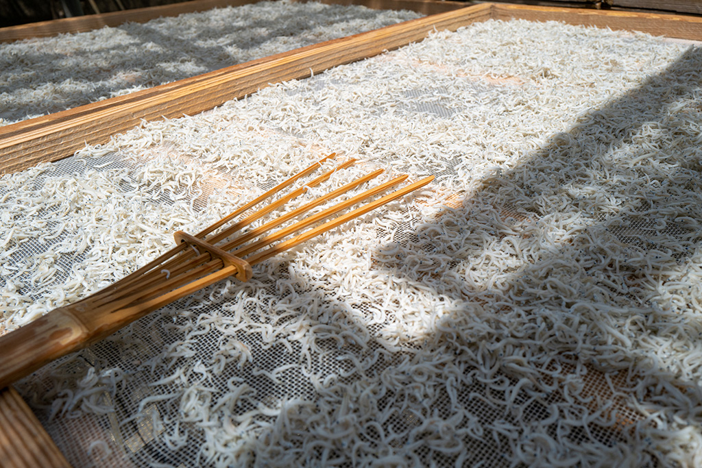 シラス(イメージ)