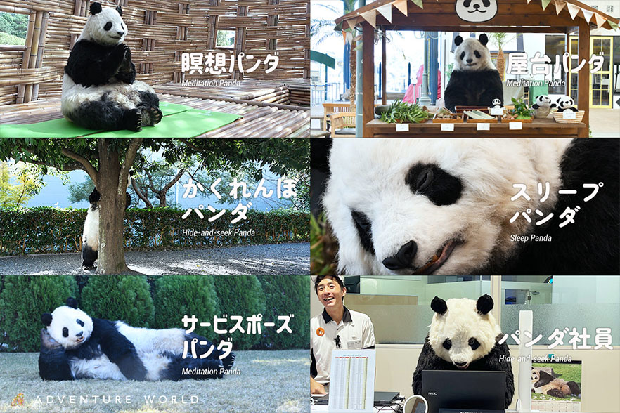 「新種パンダワールド」/アドベンチャーワールド（和歌山県/白浜町）