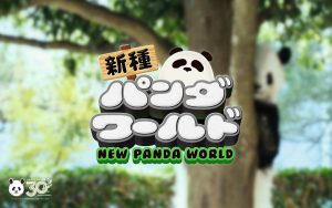 和歌山・アドベンチャーワールドに「新種パンダワールド」オープン!個性豊かなパンダたちに会いに行こう