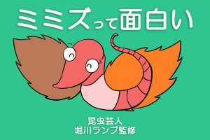 ミミズの面白い生態！口はどこ？鳴くって本当？種類やアスファルトにいる理由も