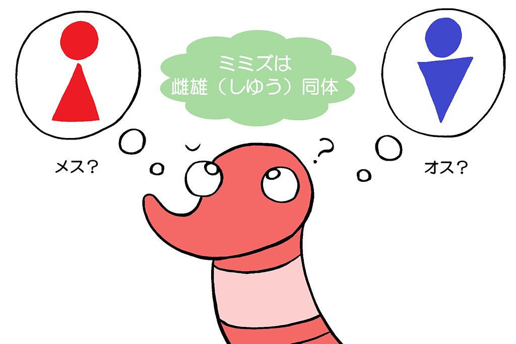 ミミズはオスとメスの区別がない「雌雄同体」（イラスト）