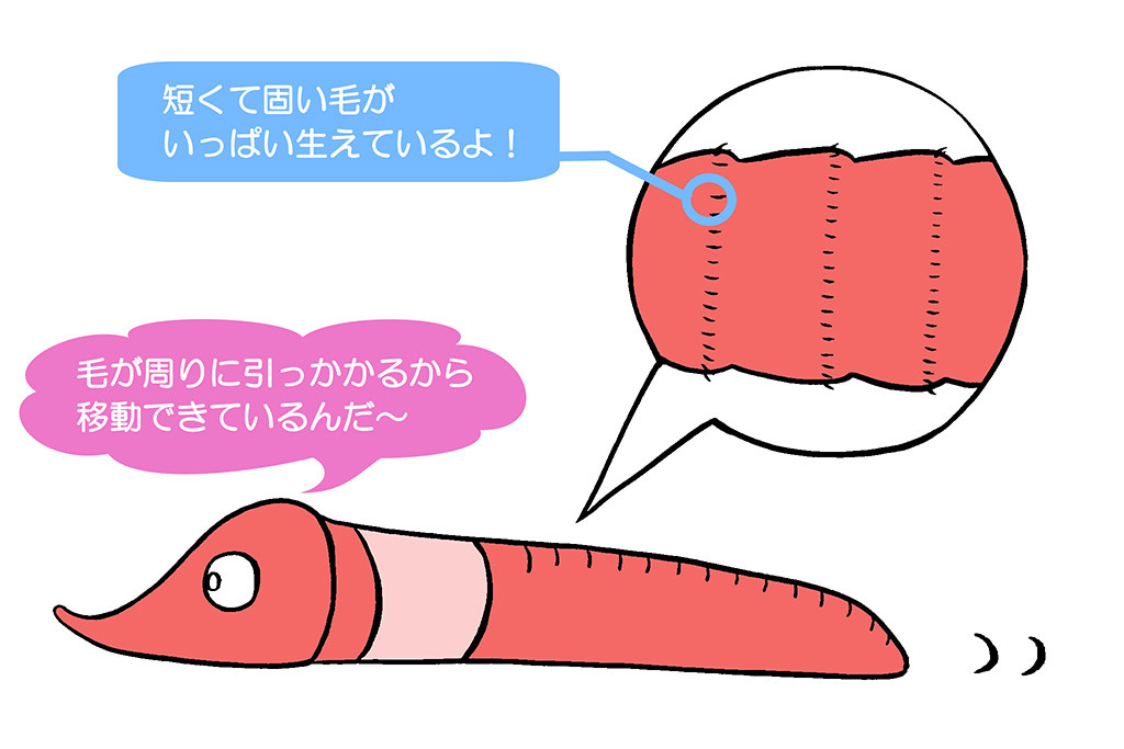 ミミズの移動方法（イラスト）