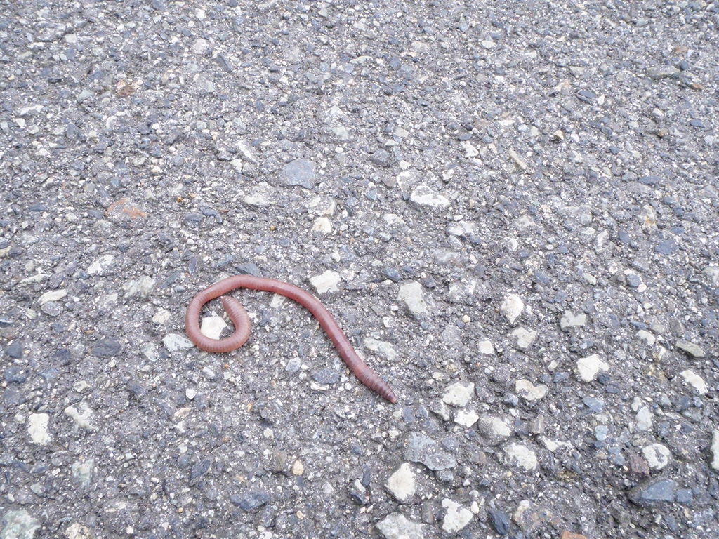 ミミズ（イメージ）