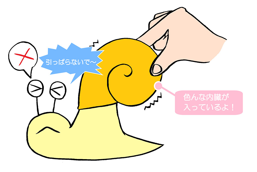 カタツムリ:殻と体がくっついている