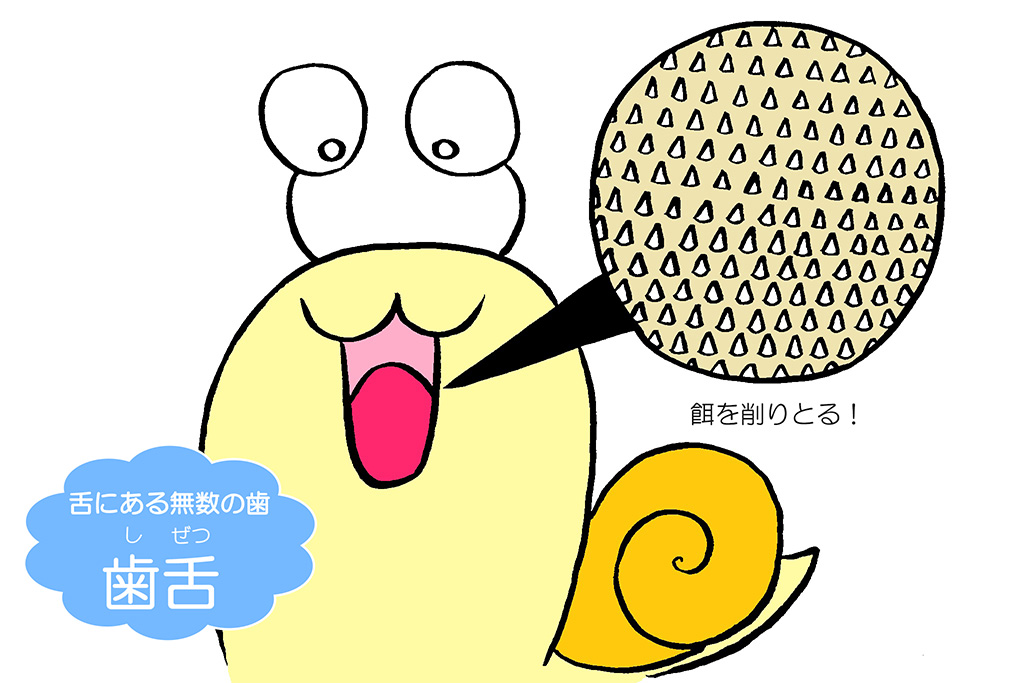カタツムリの歯