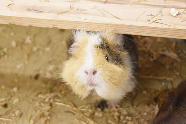 「アニタッチ」にいるモルモット/東京ドームシティ（東京都/文京区）