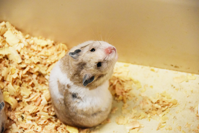 「アニタッチ」にいるモルモット/東京ドームシティ（東京都/文京区）