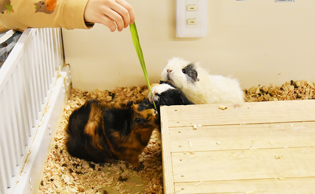 「アニタッチ」にいるモルモット達/東京ドームシティ（東京都/文京区）