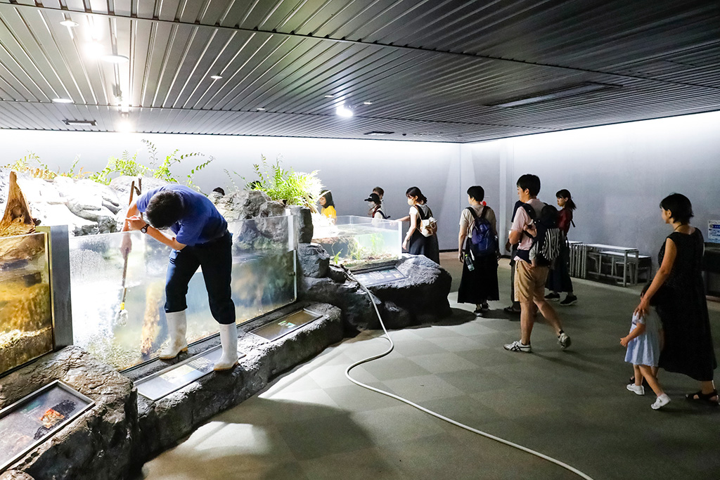 ガイドツアー「夜の水族館探検」/鴨川シーワールドホテル（千葉県／鴨川市）