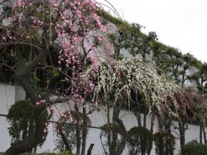 大阪府の梅の名所・梅林・梅園（2025）開花時期や梅まつりもチェック