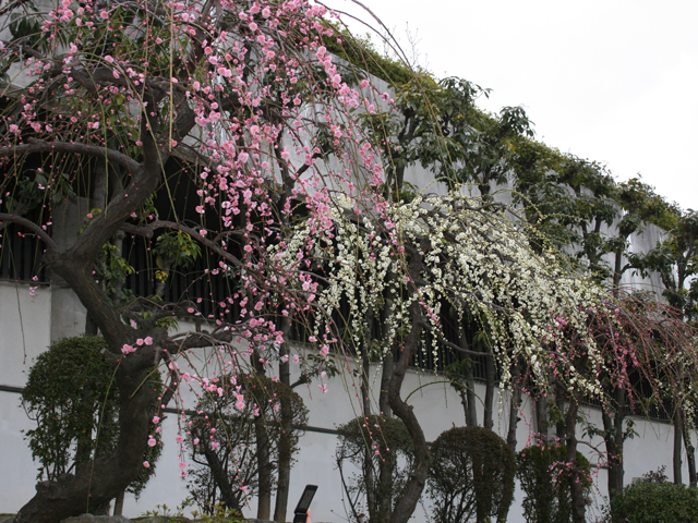 大阪天満宮（大阪市北区）