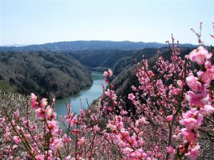 奈良県の梅の名所・梅林・梅園（2025）開花時期や梅まつりもチェック