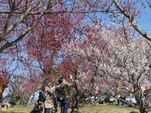 和歌山県の梅の名所・梅林・梅園(2025)開花時期や梅まつりもチェック