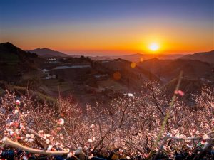 関西の梅の名所・梅林・梅園41選（2025）開花時期や梅まつりもチェック