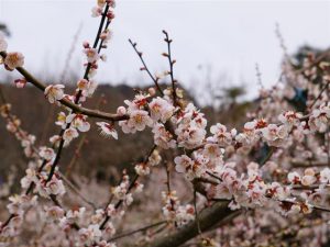 九州の梅の名所・梅林・梅園（2025）開花時期や梅まつりもチェック