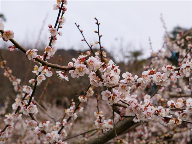 おおくぼ台梅園（大分県／日田市）