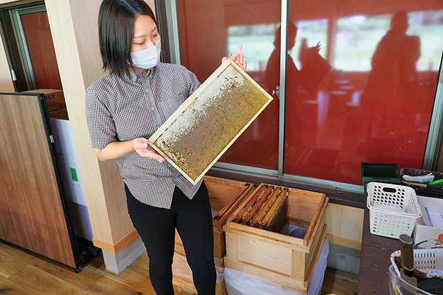 ミツバチの巣箱に入っている巣脾(すひ)/はちみつとミードのはちみつ工房(千葉県/君津市)