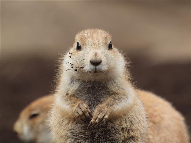 江戸川区自然動物園