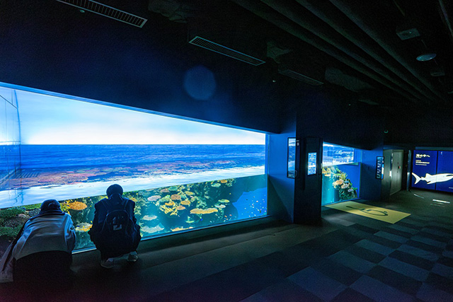 「グレート・バリア・リーフ」水槽/海遊館(大阪府/大阪市)