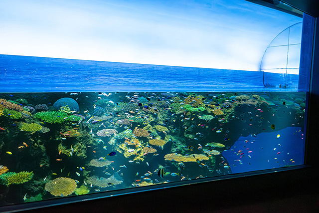 「生物多様性」がテーマの6階/海遊館(大阪府/大阪市)