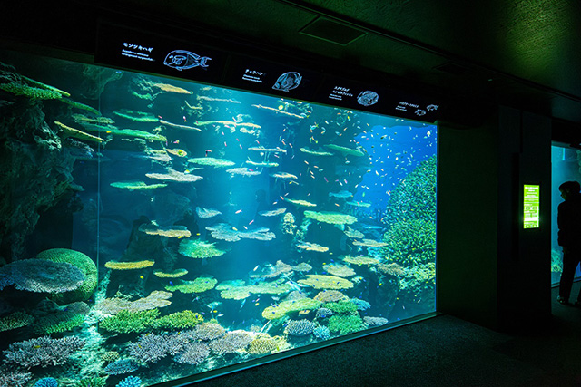 /海遊館(大阪府/大阪市)