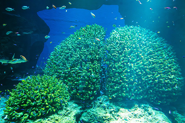 巨大に成長したサンゴ/海遊館(大阪府/大阪市)