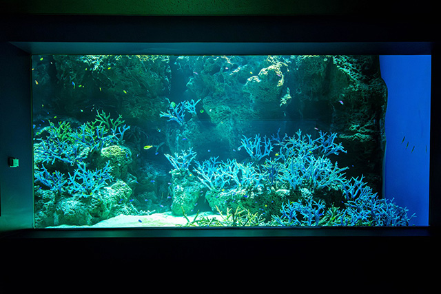 「死と再生」がテーマの4階/海遊館(大阪府/大阪市)