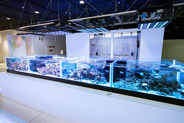 生きているサンゴも展示/海遊館(大阪府/大阪市)