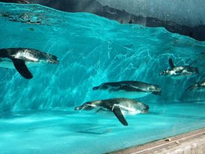 神奈川県の無料スポット・遊び場22選！動物園や科学館、交通公園など