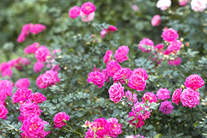 2025オータムフェスティバル(東京都/練馬区)