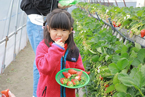 いちご栽培&収穫体験プログラム(静岡県/静岡市など)