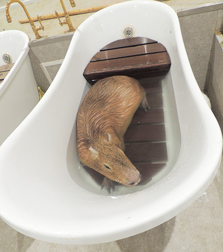 浴槽に入っているカピバラ/東京ドームシティ（東京都/文京区）