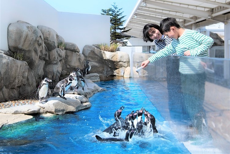 ペンギンのエサやり体験/仙台うみの杜水族館（宮城県/仙台市）
