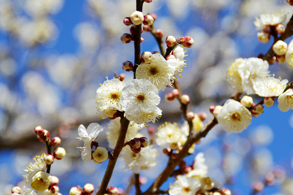 梅まつり/小田原フラワーガーデン（神奈川県/小田原市）