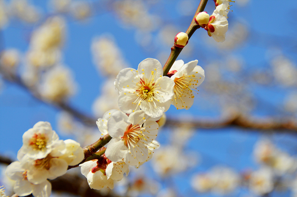 梅まつり/小田原フラワーガーデン（神奈川県/小田原市）