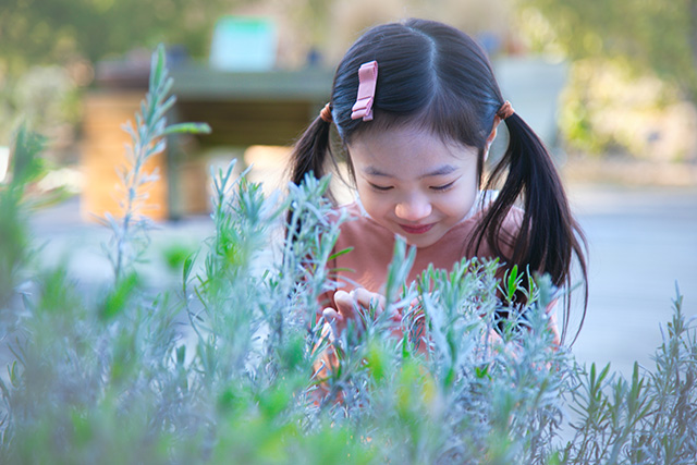 ふむふむ広場のハーブコーナー/高知県立牧野植物園（高知市）