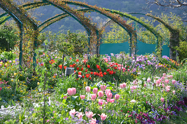 「花の庭」4月のチューリップ/北川村「モネの庭」マルモッタン（高知県/北川村）