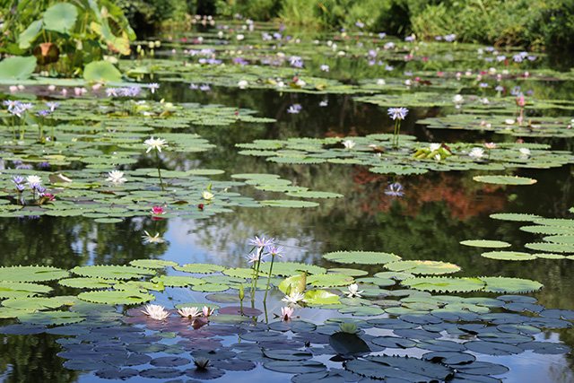 「水の庭」6月の睡蓮/北川村「モネの庭」マルモッタン（高知県/北川村）
