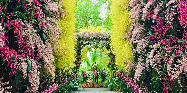 色鮮やかな植物/高知県立牧野植物園（高知市）