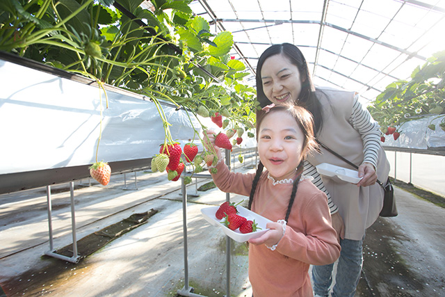 いちご狩り/西島園芸団地（高知県/南国市）