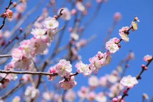 千葉・あけぼの山農業公園で「梅まつり」開催　親子で楽しめるワークショップも！