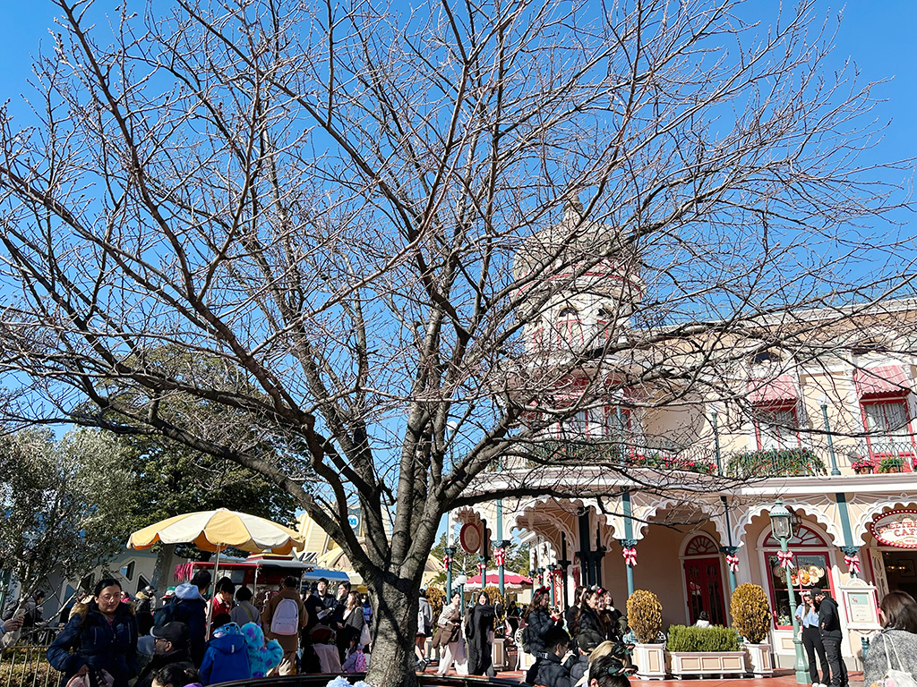 スイートハート・カフェ前にあるソメイヨシノ/東京ディズニーランド（千葉県/舞浜市）