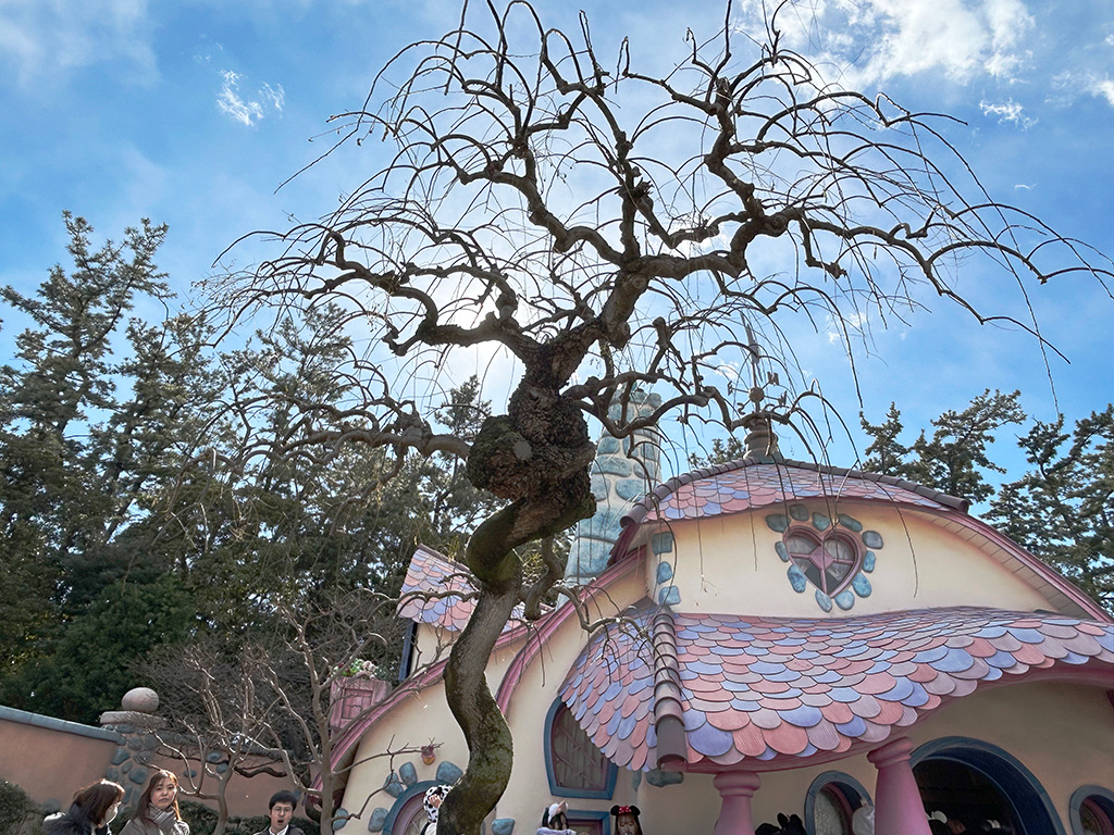 ミニーの家の前にあるカワヅザクラ/東京ディズニーランド（千葉県/舞浜市）