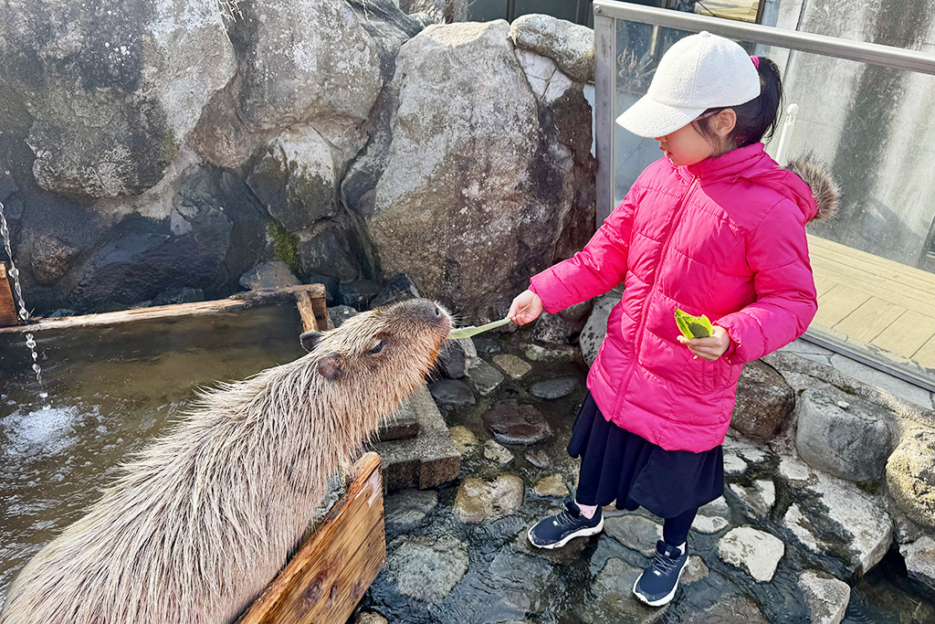 カピバラのエサやり/那須どうぶつ王国(栃木県/那須町)